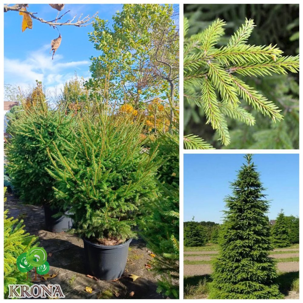Саджанці купити Ялина звичайна Європейська (Picea abies) /Н 160-190 см/ ком