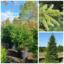 Ялина звичайна Європейська (Picea abies) /Н 160-190 см/ ком