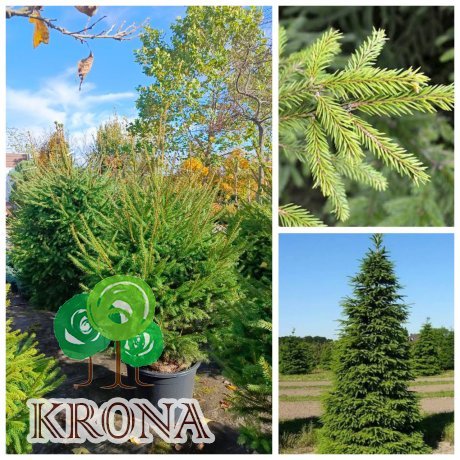 Саджанці купити Ялина звичайна Європейська (Picea abies) /Н 160-190 см/ ком