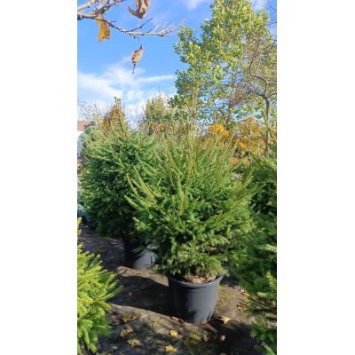 Саджанці купити Ялина звичайна Європейська (Picea abies) /Н 160-190 см/ ком