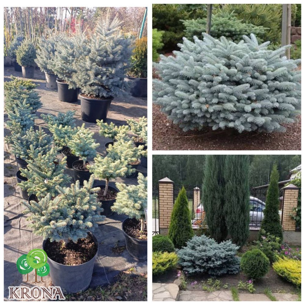 Саджанці купити Ялина колюча "Глаука Глобоза"/ "Glauca Globosa" /Н 30-40 см/контейнер С12 L