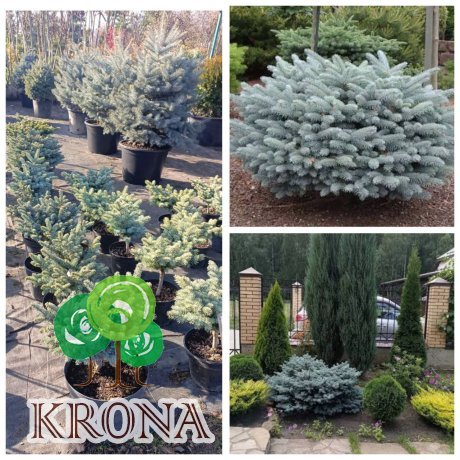 Саджанці купити Ялина колюча "Глаука Глобоза"/ "Glauca Globosa" /Н 30-40 см/контейнер С12 L