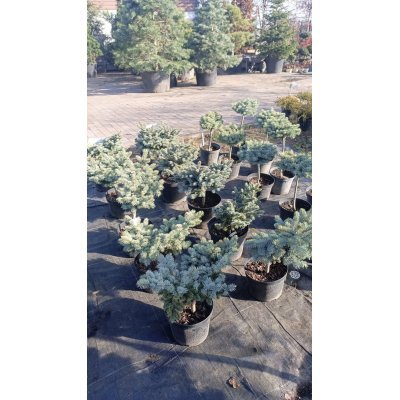 Саджанці купити Ялина колюча "Глаука Глобоза/  "Glauca Globosa" / H 30 см/ D 25*25 см/контейнер С5 L