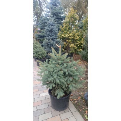 Саджанці купити Ялина колюча (Picea Pungens) блакитна "Kaibab" /H 75-90 см / ком