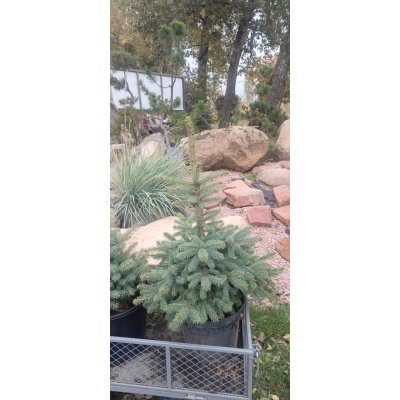 Саджанці купити Ялина колюча (Picea Pungens) блакитна "Kaibab" /H 75-90 см / ком