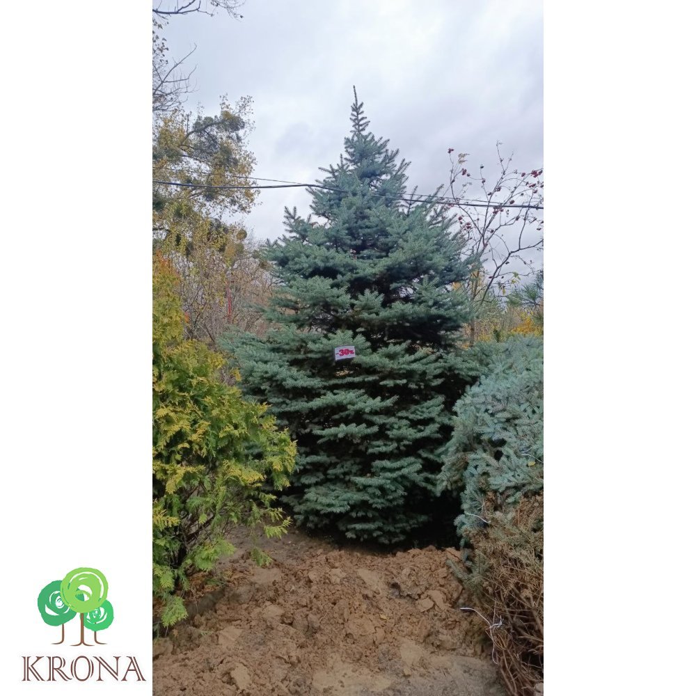Саджанці купити Ялина колюча форма блакитна (Picea pungens f. glauca)/ H 4-5 метрів/ком