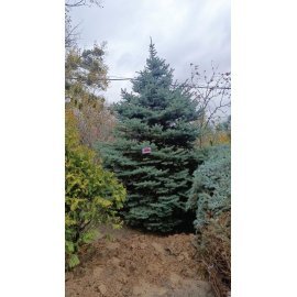 Ялина колюча форма блакитна (Picea pungens f. glauca)/ H 4-5 метрів/ком