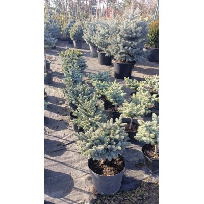 Саджанці купити Ялина колюча "Глаука Глобоза"/ "Glauca Globosa" /Н 30-40 см/контейнер С12 L