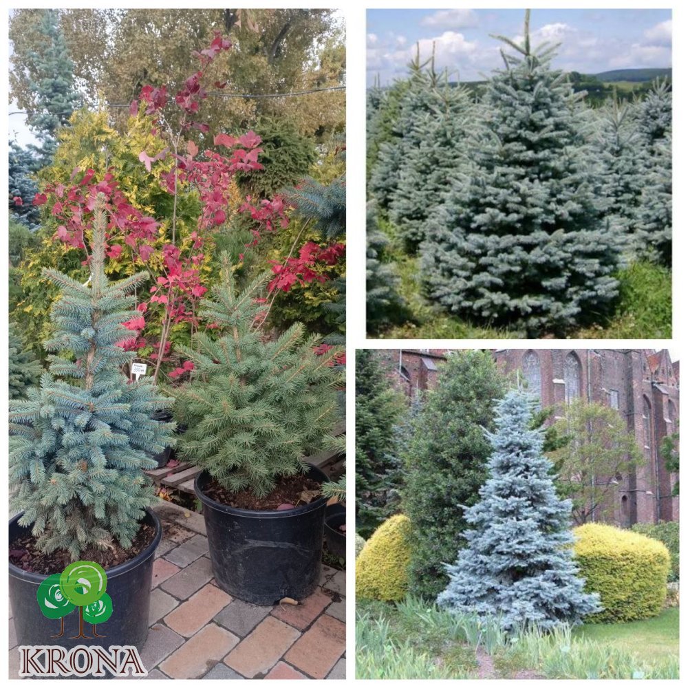 Саджанці купити Ялина колюча (Picea Pungens) блакитна "Kaibab" /H 75-90 см / ком