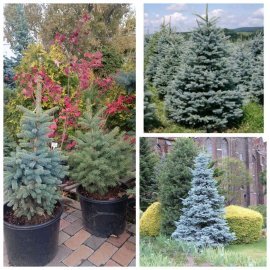 Ялина колюча (Picea Pungens) блакитна "Kaibab" /H 75-90 см / ком