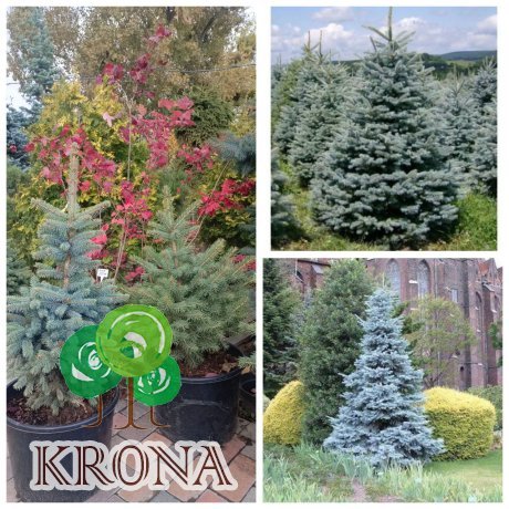 Саджанці купити Ялина колюча (Picea Pungens) блакитна "Kaibab" /H 75-90 см / ком