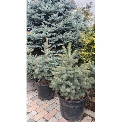 Саджанці купити Ялина колюча (Picea Pungens) блакитна "Kaibab" /H 75-90 см / ком