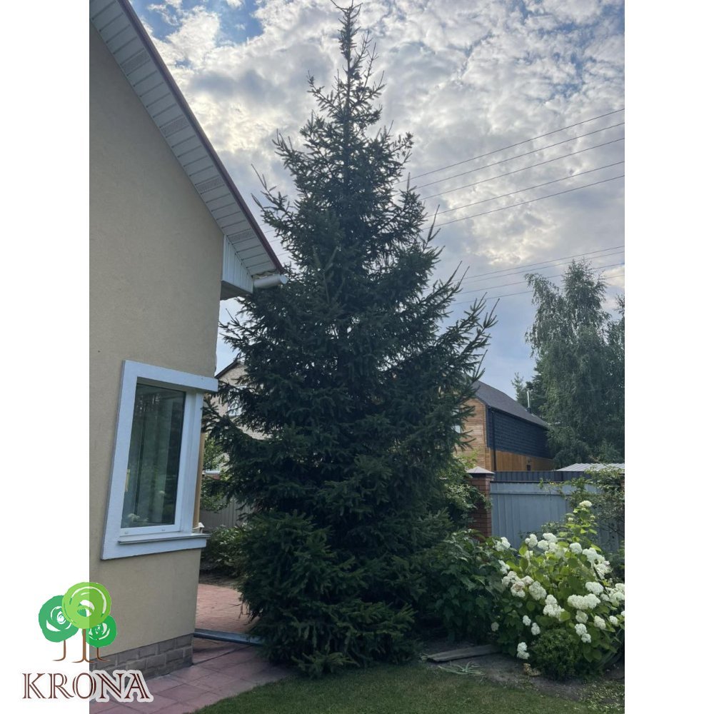Саджанці купити Ялина звичайна Європейська (Picea abies) / Н 450-500 см/ на зріз 