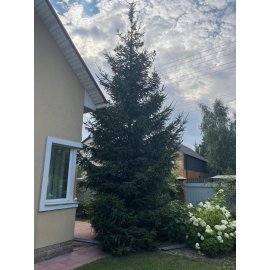 Ялина звичайна Європейська (Picea abies) / Н 450-500 см/ на зріз 