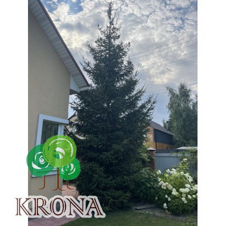 Саджанці купити Ялина звичайна Європейська (Picea abies) / Н 450-500 см/ на зріз 