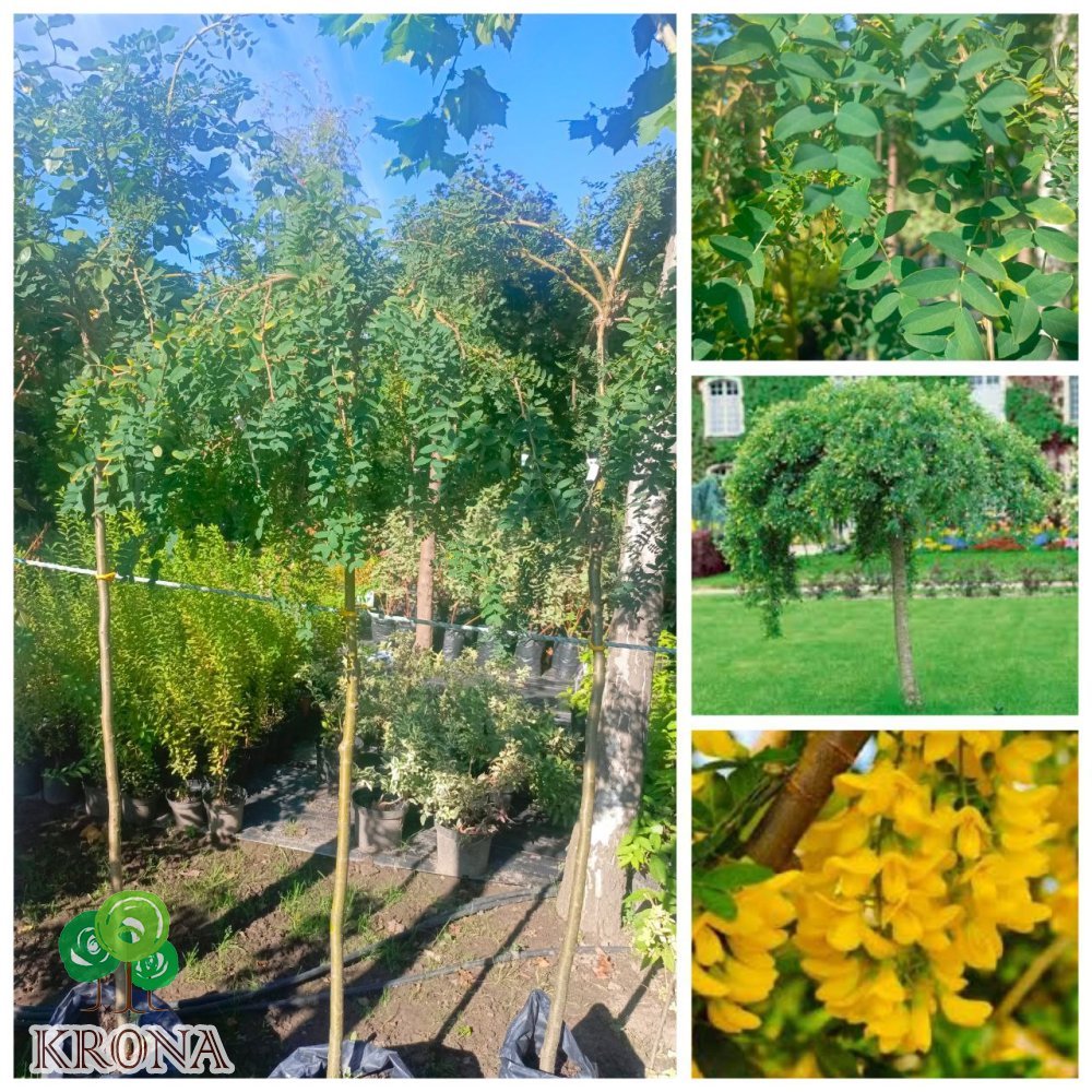 Саджанці купити Карагана деревоподібна штамб/(Caragana arborescens) ''Pendula' / Stam 135-145 см/контейнер С 7.5 L
