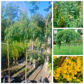 Карагана деревоподібна штамб/(Caragana arborescens) ''Pendula' / Stam 135-145 см/контейнер С 7.5 L