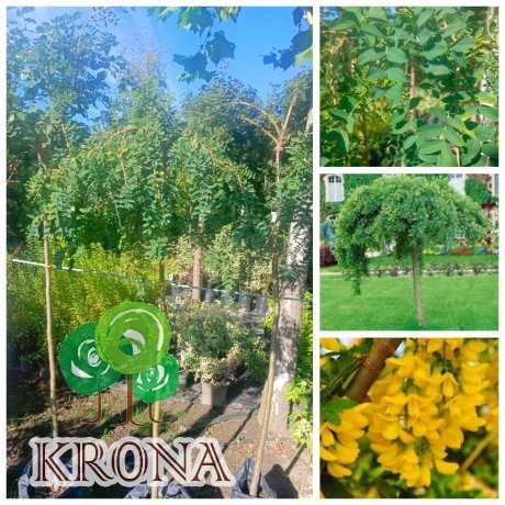 Саджанці купити Карагана деревоподібна штамб/(Caragana arborescens) ''Pendula' / Stam 135-145 см/контейнер С 7.5 L