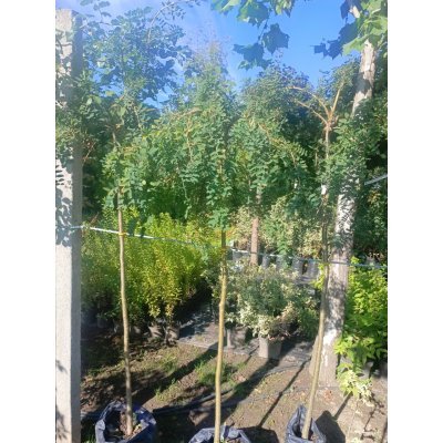 Саджанці купити Карагана деревоподібна штамб/(Caragana arborescens) ''Pendula' / Stam 135-145 см/контейнер С 7.5 L