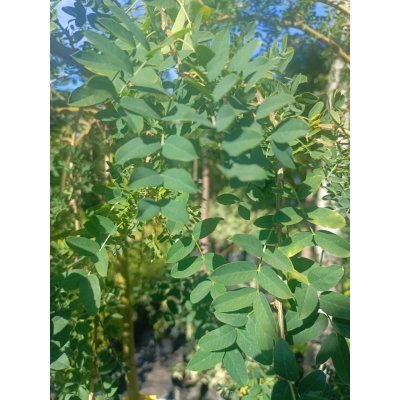 Саджанці купити Карагана деревоподібна штамб/(Caragana arborescens) ''Pendula' / Stam 135-145 см/контейнер С 7.5 L