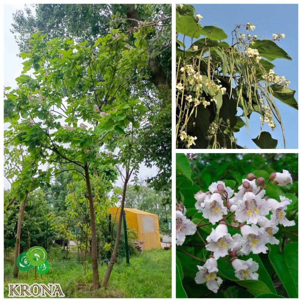 Саджанці купити Катальпа бігнонієподібна (Catalpa bignonioides) / H 600+ см / ком