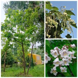 Катальпа бігнонієподібна (Catalpa bignonioides) / H 600+ см / ком