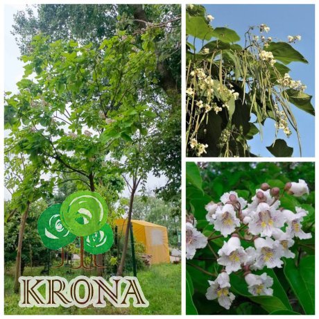Саджанці купити Катальпа бігнонієподібна (Catalpa bignonioides) / H 600+ см / ком