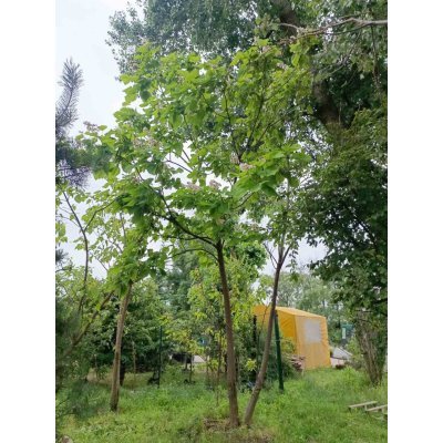 Саджанці купити Катальпа бігнонієподібна (Catalpa bignonioides) / H 600+ см / ком