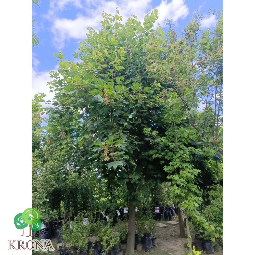 Саджанці купити Клен гостролистий (Acer platanoides) /Н 400см+/НО 32 +см/ ком