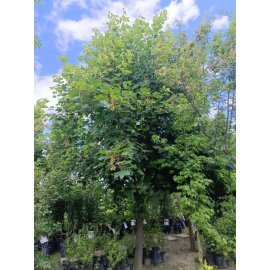 Клен гостролистий (Acer platanoides) /Н 400см+/НО 32 +см/ ком
