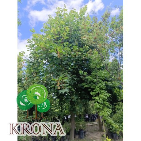 Саджанці купити Клен гостролистий (Acer platanoides) /Н 400см+/НО 32 +см/ ком