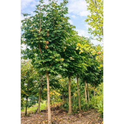 Саджанці купити Клен гостролистий (Acer platanoides)  /Н 500 см+ /НО 25-30 см/контейнер  100 L
