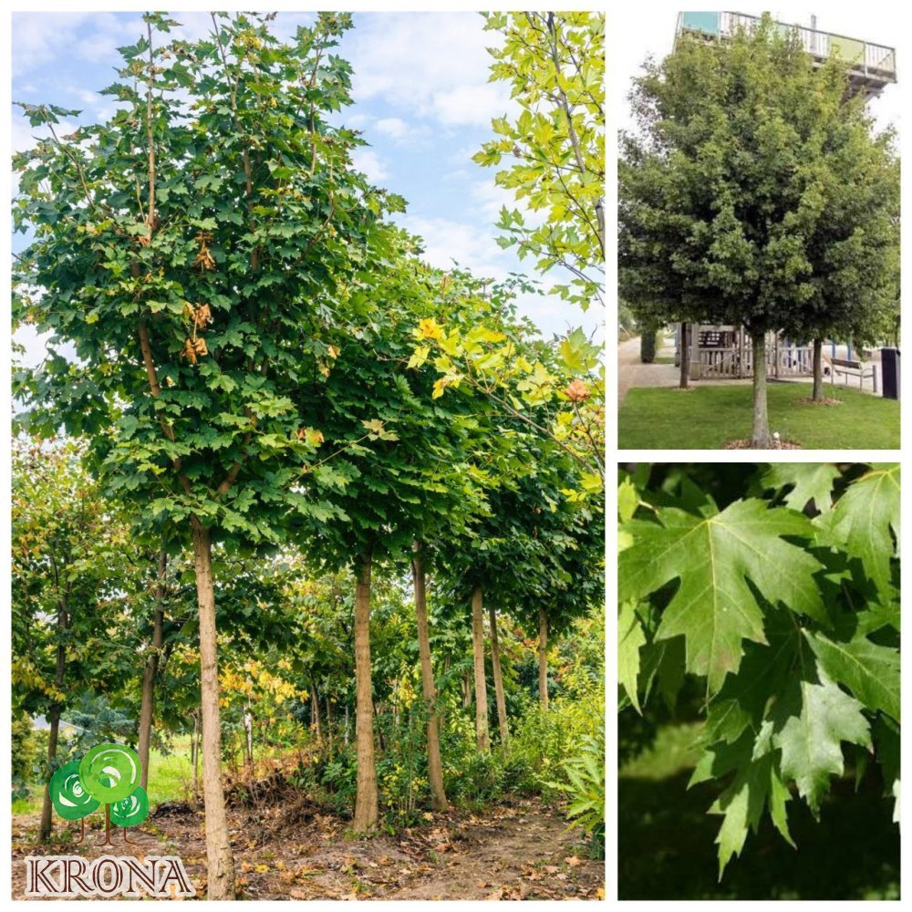 Саджанці купити Клен гостролистий (Acer platanoides)  /Н 500 см+ /НО 25-30 см/контейнер  100 L