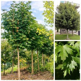 Клен гостролистий (Acer platanoides)  /Н 500 см+ /НО 25-30 см/контейнер  100 L
