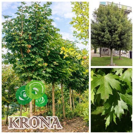 Саджанці купити Клен гостролистий (Acer platanoides)  /Н 500 см+ /НО 25-30 см/контейнер  100 L