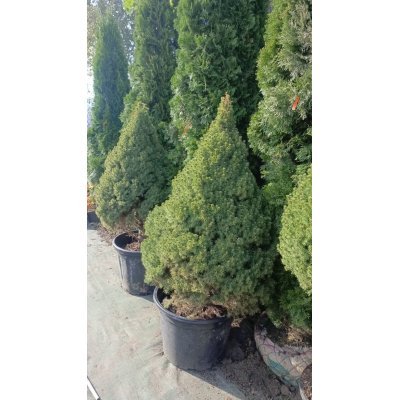 Саджанці купити Ялина канадська "Коніка" (Picea glauca) "Conica" / Н130  см / контейнер 50L