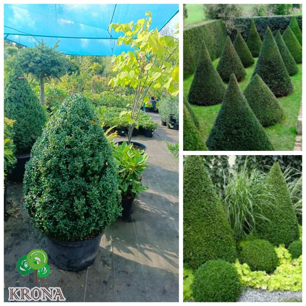 Саджанці купити Самшит вічнозелений "конус"/Buxus sempervirens /Н 90-100 см/контейнер С 35 L