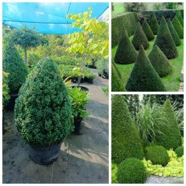 Самшит вічнозелений "конус"/Buxus sempervirens /Н 90-100 см/контейнер С 35 L Самшит вічнозелений "конус"/Buxus sempervirens /Н 90-100 см/контейнер С 35 L