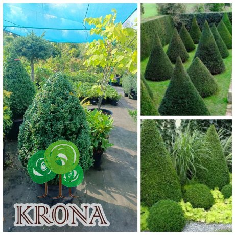 Саджанці купити Самшит вічнозелений "конус"/Buxus sempervirens /Н 90-100 см/контейнер С 35 L