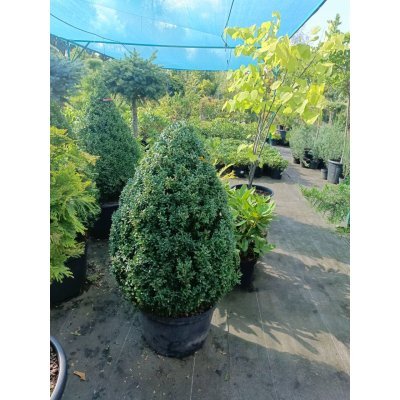 Саджанці купити Самшит вічнозелений "конус"/Buxus sempervirens /Н 90-100 см/контейнер С 35 L