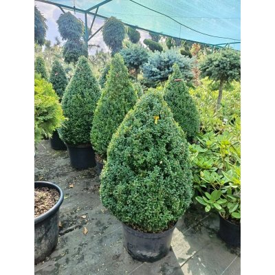 Саджанці купити Самшит вічнозелений "конус"/Buxus sempervirens /Н 90-100 см/контейнер С 35 L