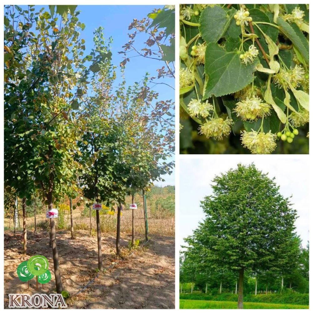 Саджанці купити Липа дрібнолиста (Tilia cordata) /H 300 см/НО 20-25 см/ ком