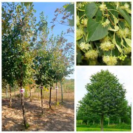 Липа дрібнолиста (Tilia cordata) /H 300 см/НО 20-25 см/ ком