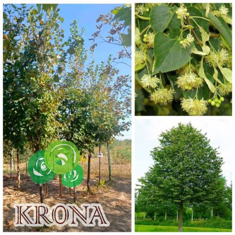 Саджанці купити Липа дрібнолиста (Tilia cordata) /H 300 см/НО 20-25 см/ ком