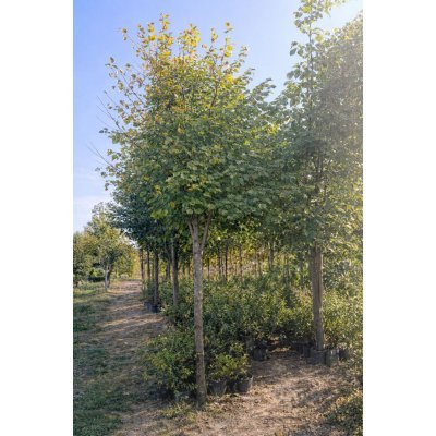 Саджанці купити Липа дрібнолиста  (Tilia cordata) /H 500 см/НО 25-30 см/ ком