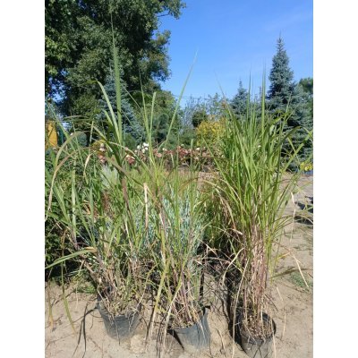 Саджанці купити Міскантус "Гігантський"/ "Miscanthus giganteus" / контейнер C5 -7.5  L