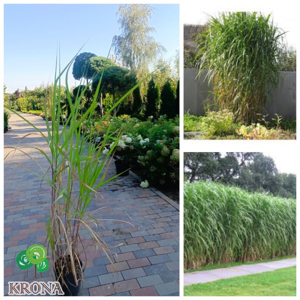 Саджанці купити Міскантус "Гігантський"/ "Miscanthus giganteus" / контейнер C5 -7.5  L