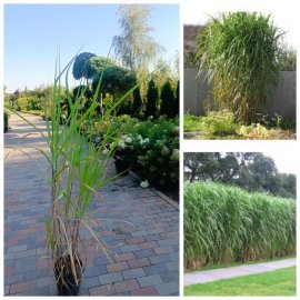 Міскантус "Гігантський"/ "Miscanthus giganteus" / контейнер C5 -7.5  L