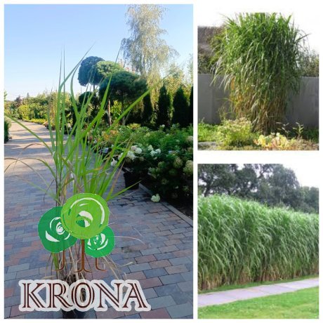 Саджанці купити Міскантус "Гігантський"/ "Miscanthus giganteus" / контейнер C5 -7.5  L