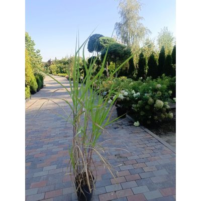 Саджанці купити Міскантус "Гігантський"/ "Miscanthus giganteus" / контейнер C5 -7.5  L
